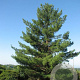 Pinus strobus 'Torulosa' 100-125 cm 15L