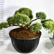 Pinus sylv. 'Repens' 150-175 cm cont. 500L bonsai