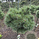 Pinus sylv. 'Sandringham' 85 cm 35L Potgedrukt