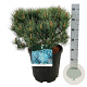 Pinus sylv. 'Watereri' 40-50 cm 15L