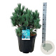 Pinus sylv. 'Watereri' 50-60 cm 30L extra