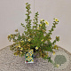 Potentilla f. 'Limelight' 25-30 cm 2,5L