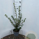 Osmanthus burkwoodii 40-50 cm 3,0L