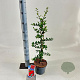 Pyracantha cocc. 'Red Column' 70 cm 2,0L met stok