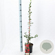 Pyracantha cocc. 'Red Column' 70 cm 2,0L met stok