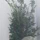 Osmanthus burkwoodii 125-150 cm 35L