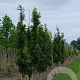 Quercus pal. Green Pillar 14-16 HO draadkluit geveerd