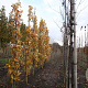 Quercus warei 'Long' 12-14 HO draadkluit geveerd