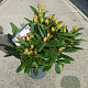Rhododendron (Y) 'Carol. Allbrook' 30-35 cm 5,0L