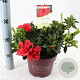 Rhododendron Encore Autumn Fire 25-30 cm 3,0L