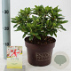 Rhododendron Enc. Autumn Starburst 25-30 cm 3,0L