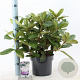 Rhododendron 'Gomer Waterer' 30-40 cm 5,0L