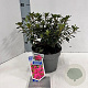 Rhododendron (AJ) 'Kermesina' 20-25 cm 3,0L