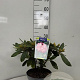 Rhododendron (Y) 'Marlis' 25-30 cm 5,0L