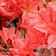 Rhododendron (AM) 'Mathilda' 20-30 cm 2,0L