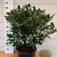 Rhododendron pont. 'Roseum' 60-80 cm 20L