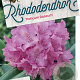 Rhododendron pont. 'Roseum' 60-80 cm 20L