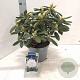Rhododendron (Y) 'Schneewolke' 25-30 cm 5,0L