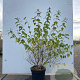 Philadelphus 'Belle Etoile' 60-80 cm 7,5L
