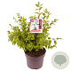 Philadelphus 'Belle Etoile' 60-80 cm 7,5L
