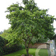 Robinia ps. 'Tortuosa' 10-12 HO draadkluit