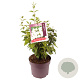 Philadelphus 'Snowbelle' 60-80 cm 7,5L