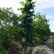 Robinia ps. 'Tortuosa' 18-20 HO draadkluit geveerd