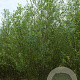 Salix triandra 400-450 cm draadkluit struik