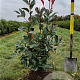 Photinia fraseri 'Red Robin' 60-80 cm met kluit
