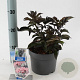 Sambucus nigra Black Tower 25-30 cm 2,0L
