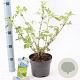 Sambucus nigra Gold Spark 30-40 cm 2,0L