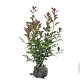Photinia fraseri 'Red Robin' 80-100 cm met kluit