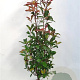Photinia fraseri 'Red Robin' 80-100 cm met kluit