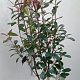 Photinia fraseri 'Red Robin' 100-125 cm met kluit