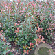 Photinia fraseri 'Red Robin' 100-125 cm met kluit