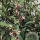 Sarcococca h. 'Purple Stem' 20-25 cm 2,0L