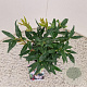 Sarcococca h. Winter Gem 20-25 cm 2,5L
