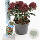 Skimmia j. Rubesta 20-25 cm 2,0L