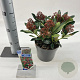 Skimmia j. Rubesta 20-25 cm 2,0L