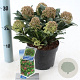 Skimmia j. Rubesta Giant Pink 20-25 cm 2,0L