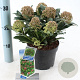 Skimmia j. Rubesta Giant Pink 20-25 cm 2,0L