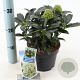 Skimmia j. White Globe 20-25 cm 2,0L