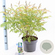 Sorbaria sorbif. 'Sem' 30-35 cm 5,0L