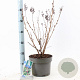 Sorbaria sorbif. 'Sem' 30-35 cm 5,0L