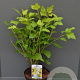 Physocarpus opulif. 'Dart's Gold' 200-250 cm draadkluit struik