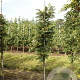 Sorbus 'Flanrock' 8-10 HO draadkluit