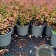Spiraea jap. 'Firelight' 20-30 cm 2,0L