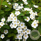 Spiraea nipp. 'Halward's Silver' 30-35 cm C1.5