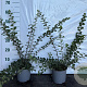 Spiraea nipp. 'Snowmound' 40-60 cm 2,0L