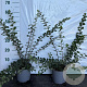 Spiraea nipp. 'Snowmound' 40-60 cm 2,0L